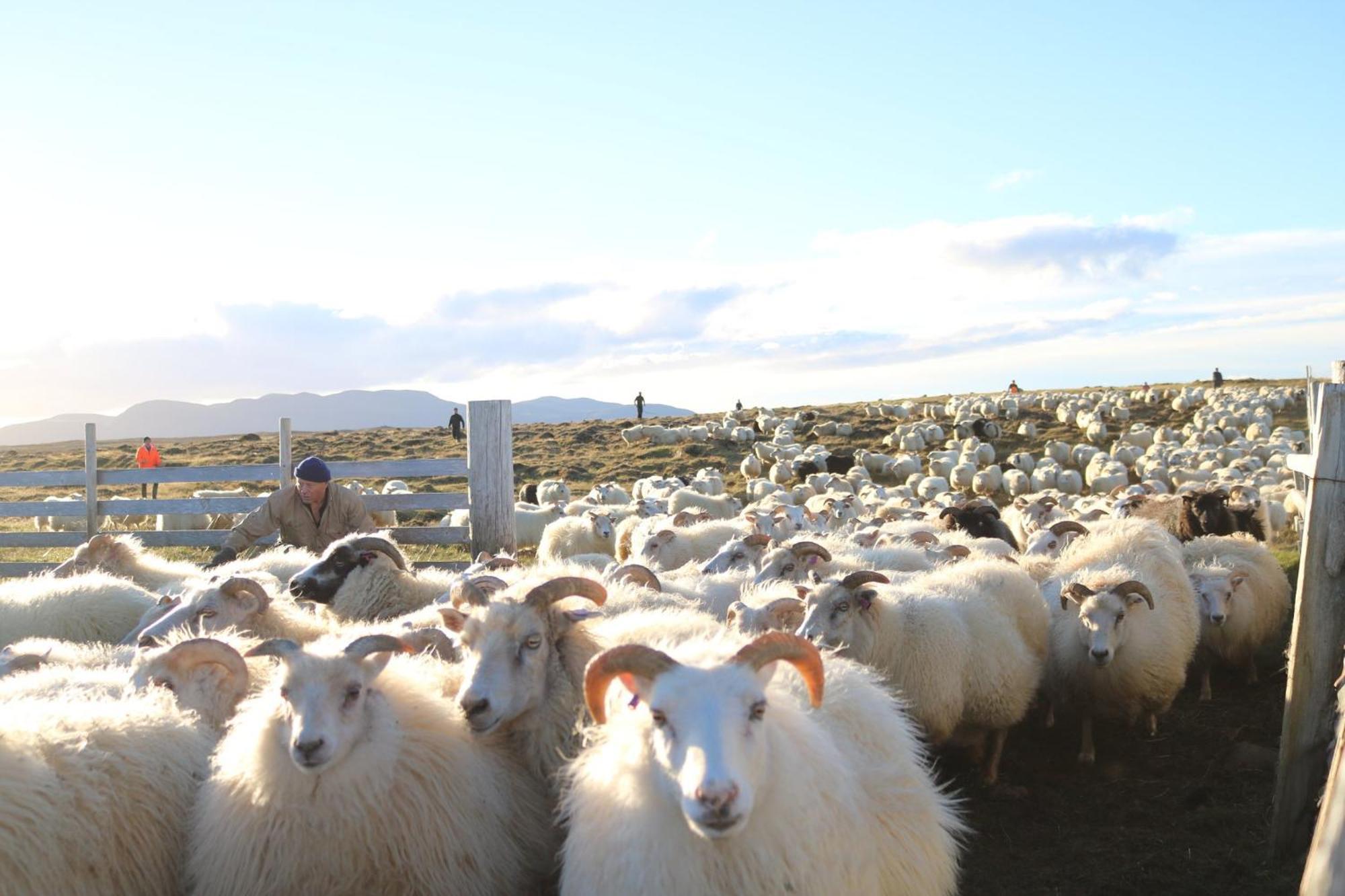 Guesthouse Lyngholt Þórshöfn Eksteriør billede